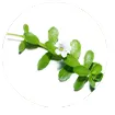 Bacopa Monnieri extract with anti-inflammatory properties for sciatica pain relief.