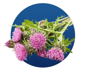 Botanical extract icon showcasing the herbal foundation of Finessa capsules.